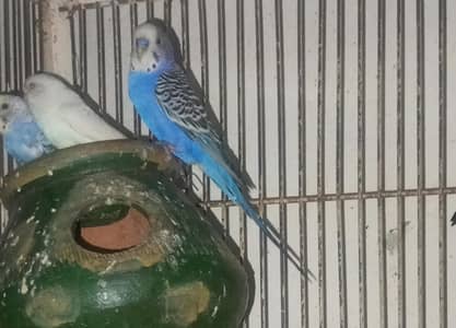 Violet King size male | White Red Eyes female budgies pair