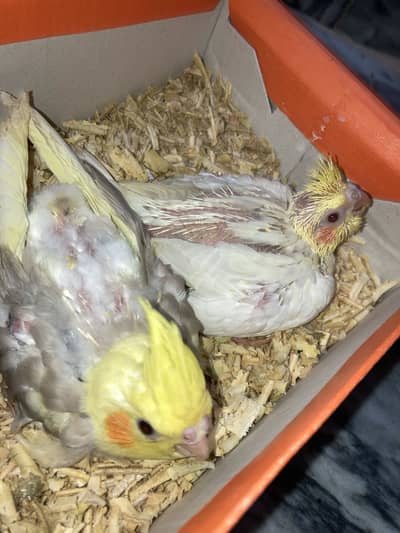 cocktail chicks