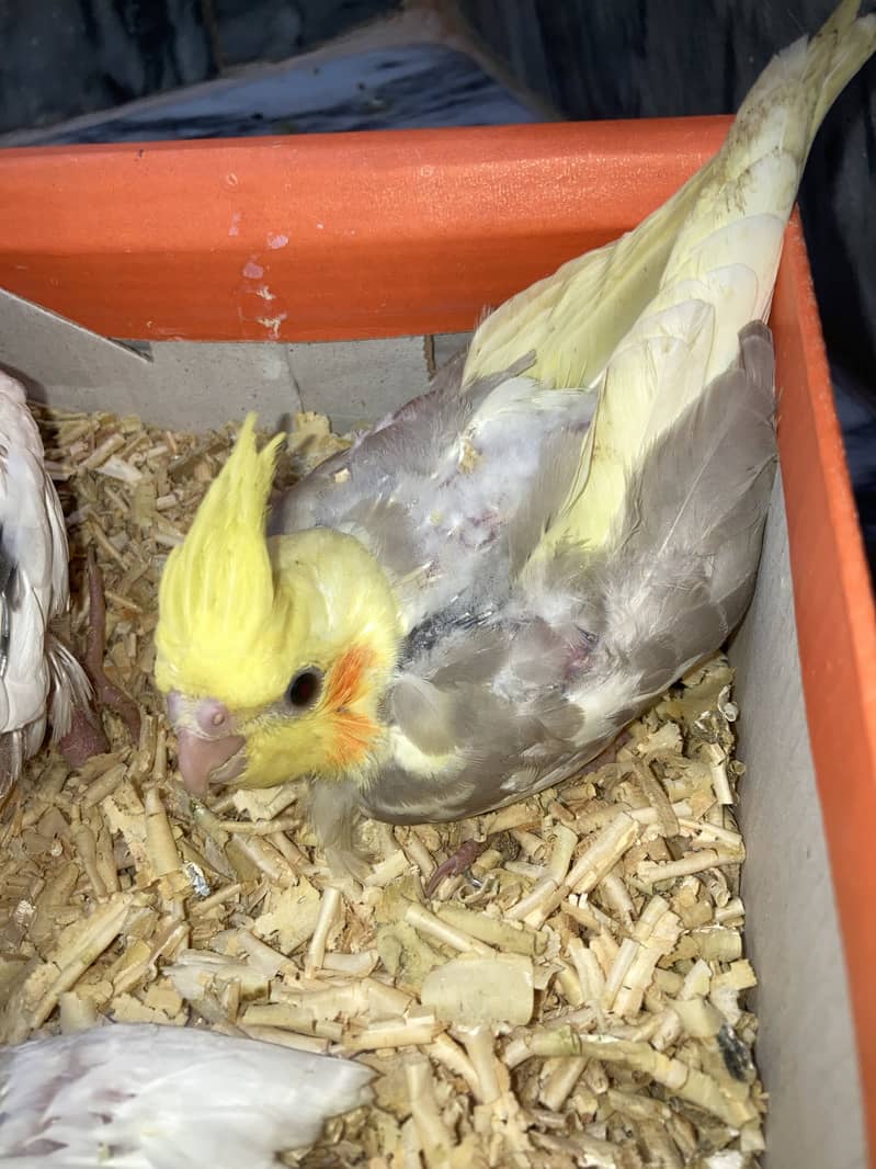 cocktail chicks 1