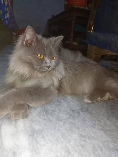 person femal cat gery color