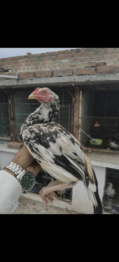 Aseel Murgh
