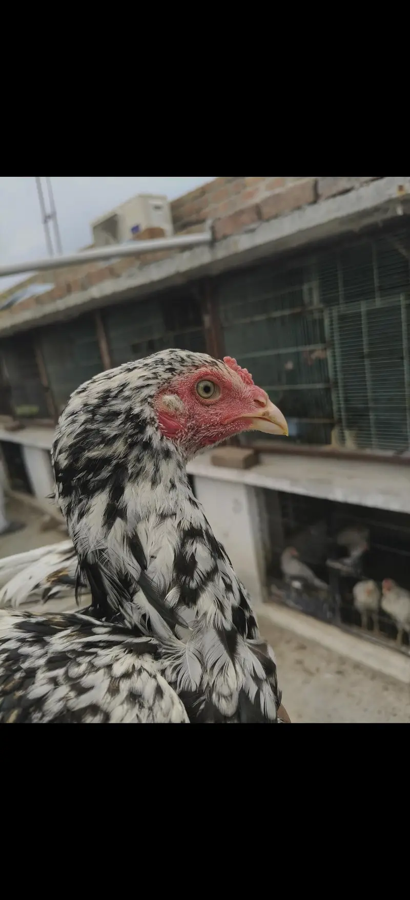 Aseel Murgh — photo 2
