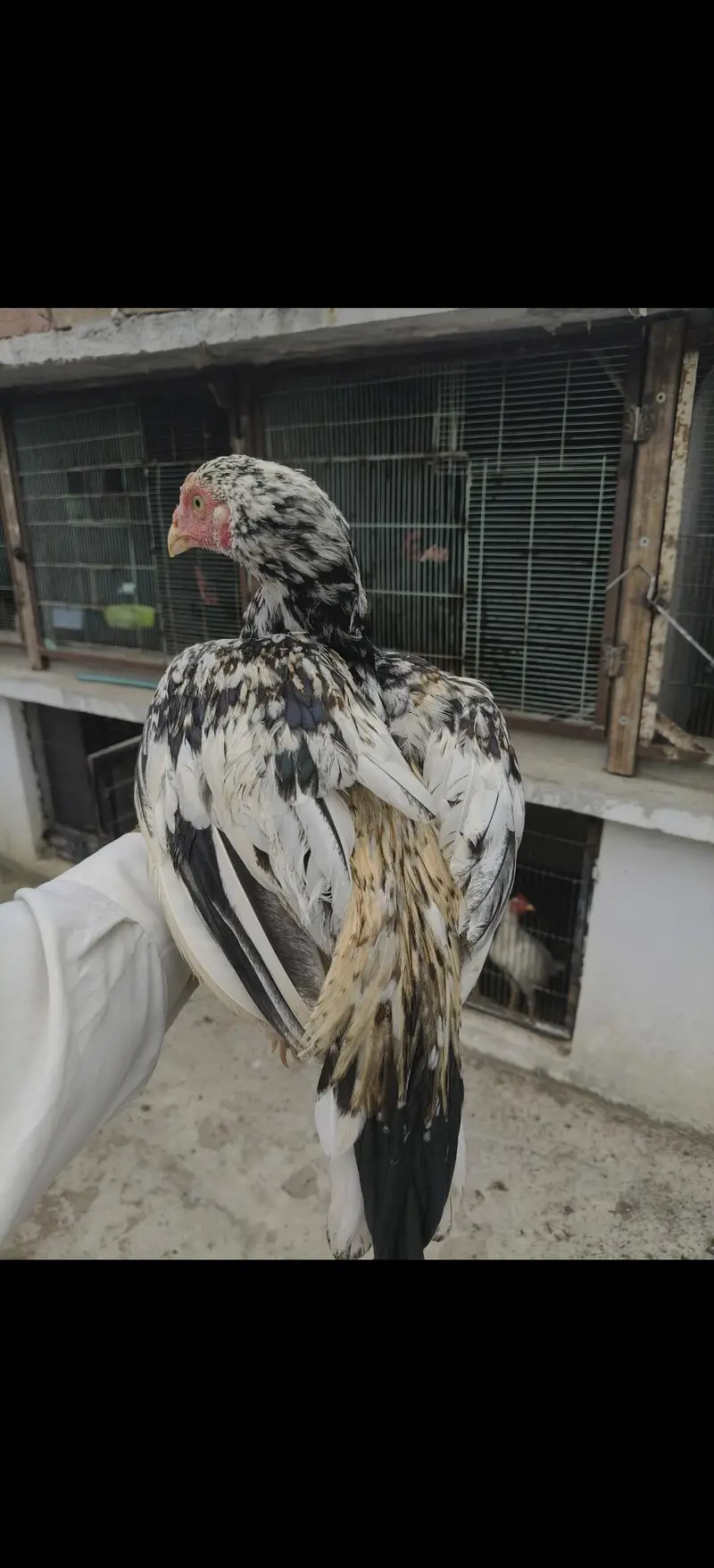 Aseel Murgh — photo 3