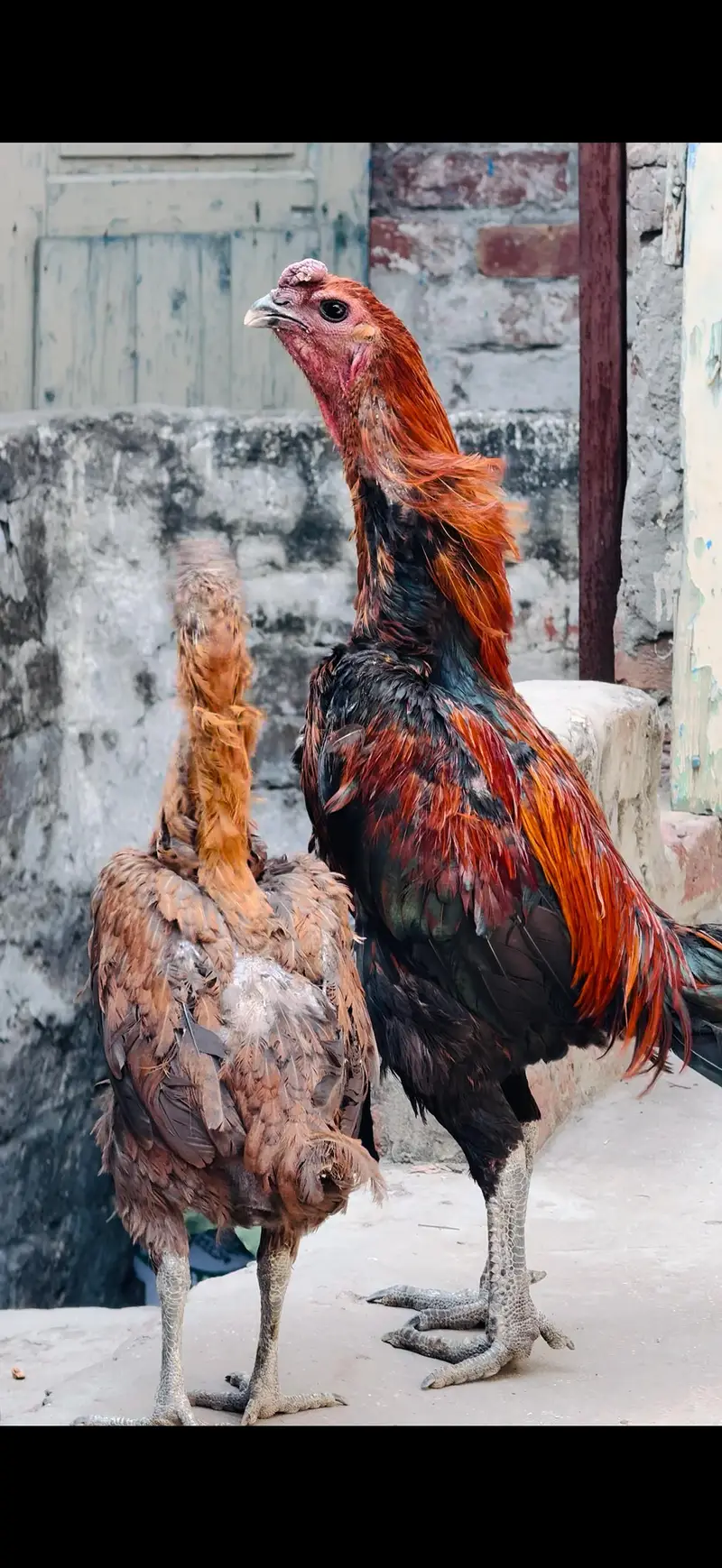 Dragon chick in lahore — photo 2