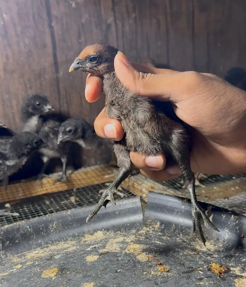 Dragon chick in lahore — photo 3