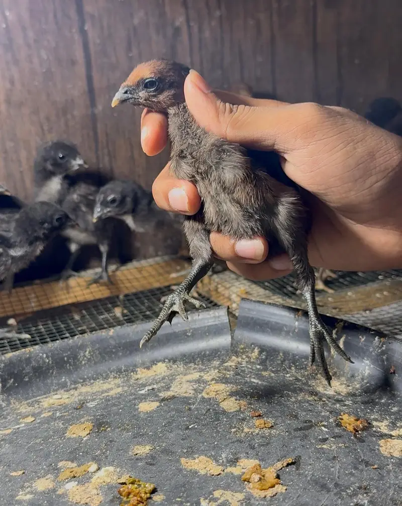 Dragon chick in lahore — photo 4