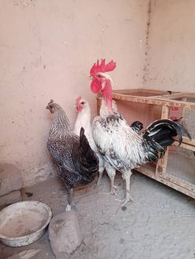 pure desi murga full active and healthy full breader available
