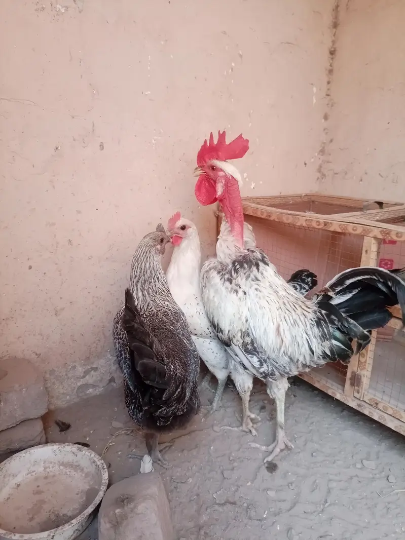 pure desi murga full active and healthy full breader available — photo 2