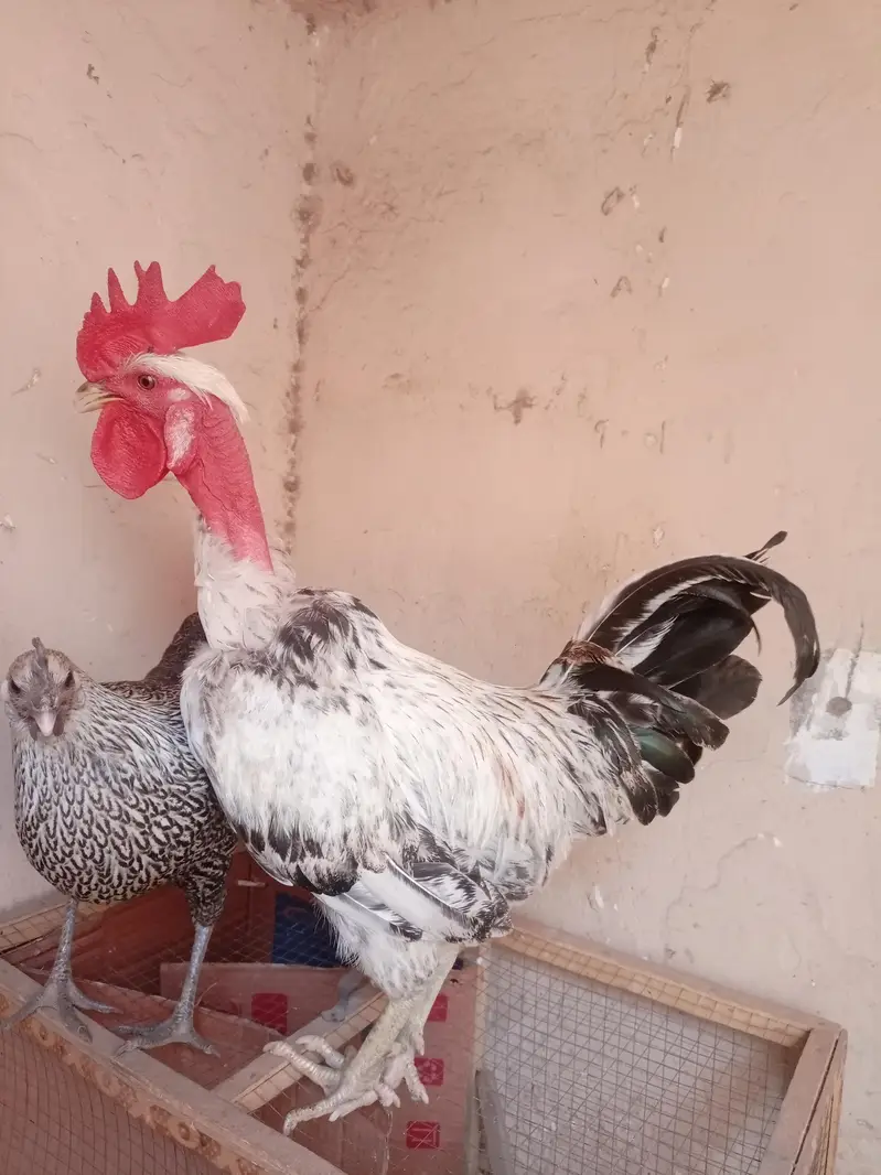pure desi murga full active and healthy full breader available — photo 3