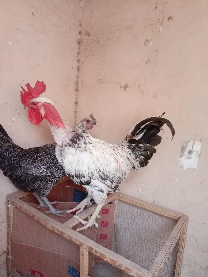 pure desi murga full active and healthy full breader available — photo 4
