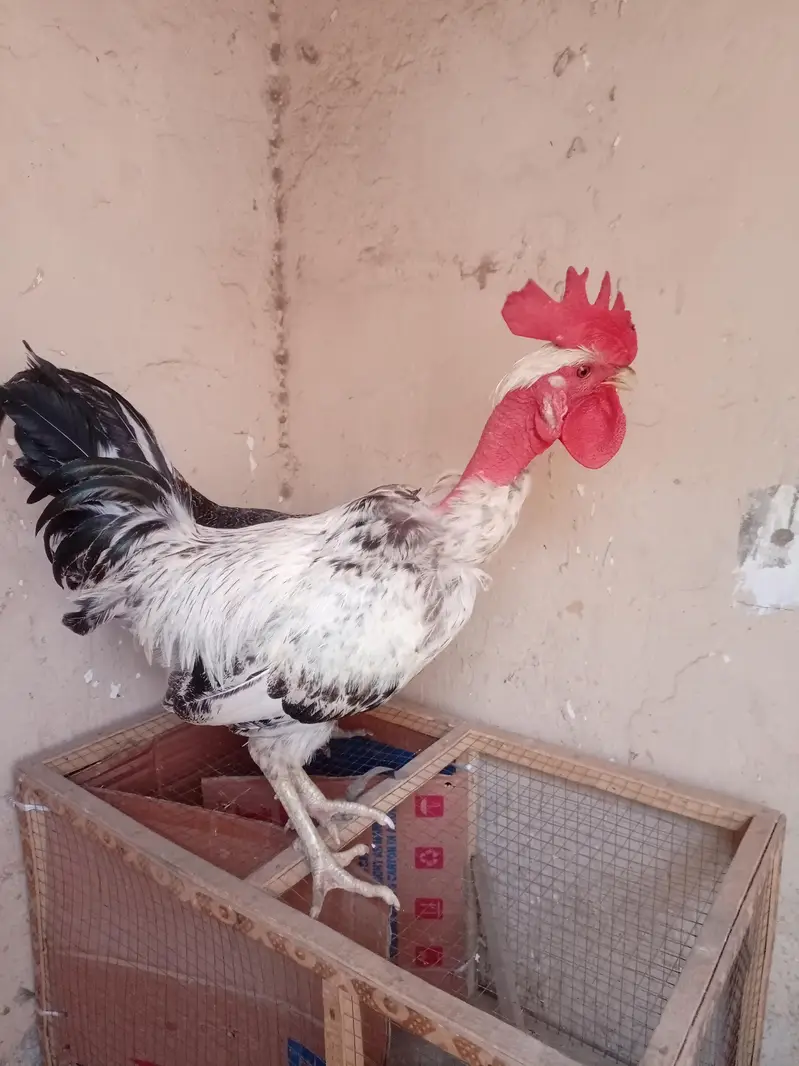 pure desi murga full active and healthy full breader available — photo 5
