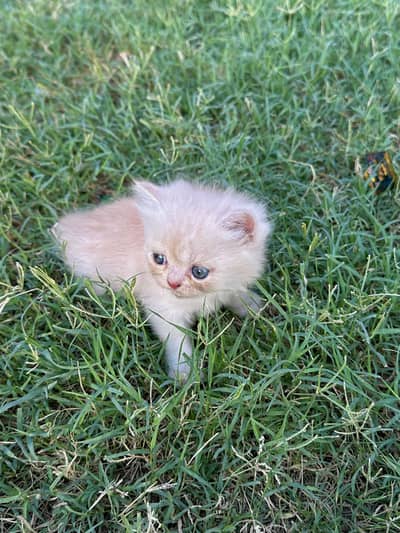 Punch Face kitty pawn colour 45 days age