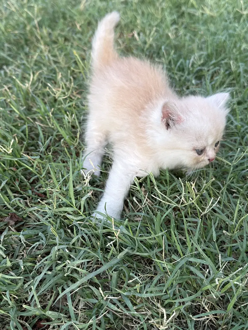 Punch Face kitty pawn colour 45 days age — photo 2