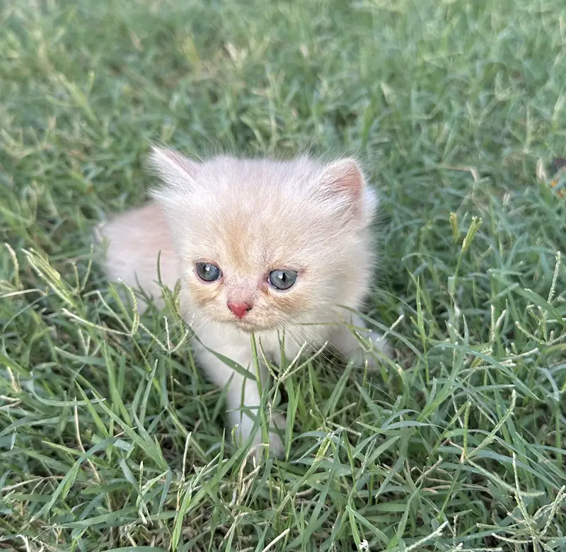 Punch Face kitty pawn colour 45 days age — photo 3