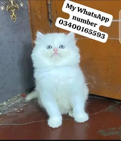 Persian cat 2month age for sale