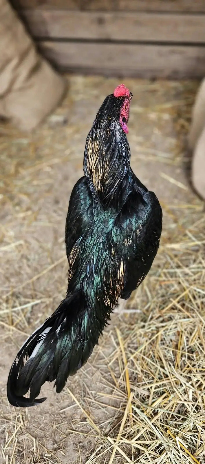 Kala mushka Aseel | white paper Female | Egg Layings | Cheena Female — photo 3