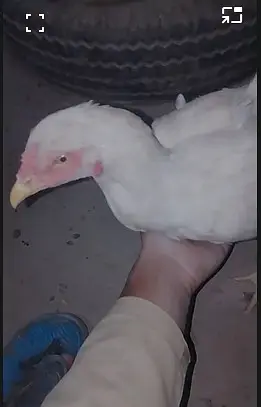 Kala mushka Aseel | white paper Female | Egg Layings | Cheena Female — photo 4