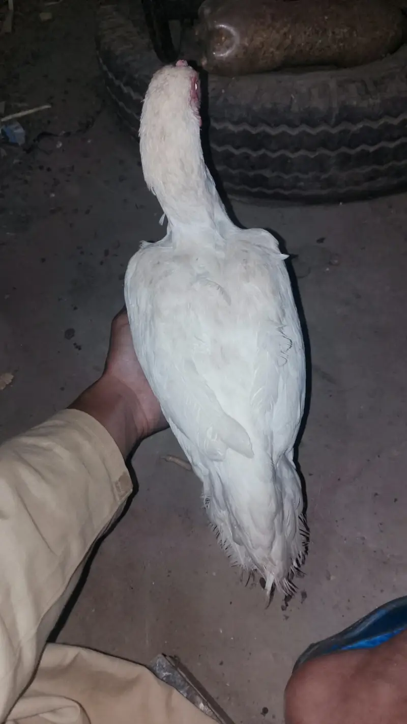 Kala mushka Aseel | white paper Female | Egg Layings | Cheena Female — photo 5