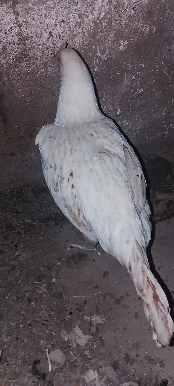 Kala mushka Aseel | white paper Female | Egg Layings | Cheena Female — photo 6