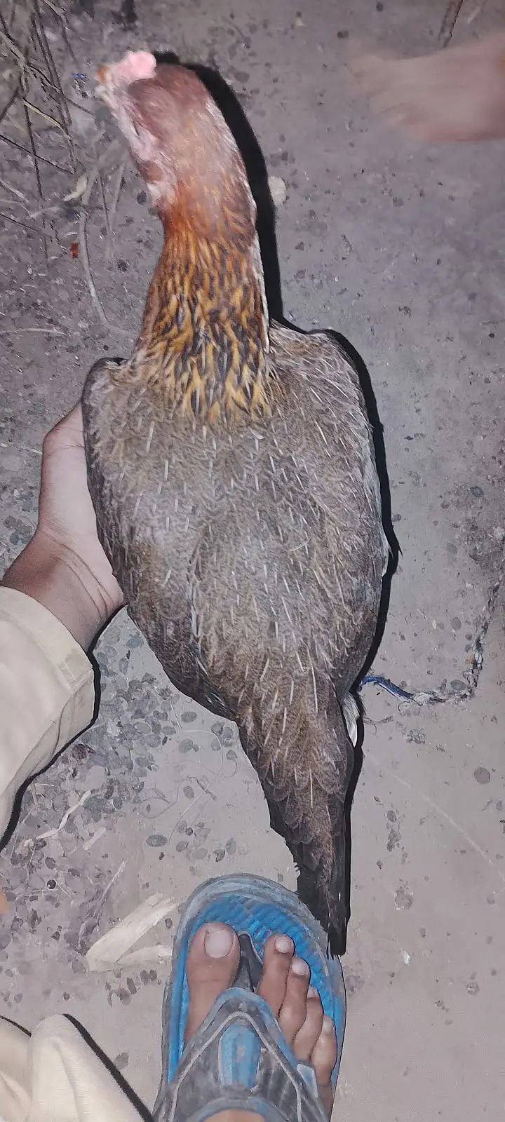 Kala mushka Aseel | white paper Female | Egg Layings | Cheena Female — photo 7