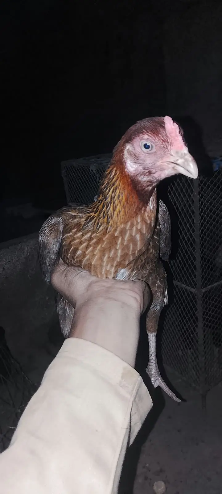 Kala mushka Aseel | white paper Female | Egg Layings | Cheena Female — photo 8