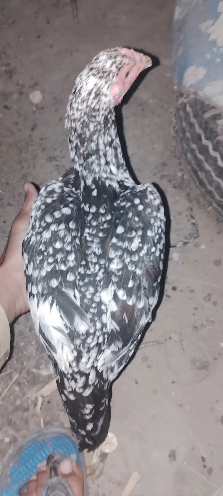 Kala mushka Aseel | white paper Female | Egg Layings | Cheena Female — photo 10
