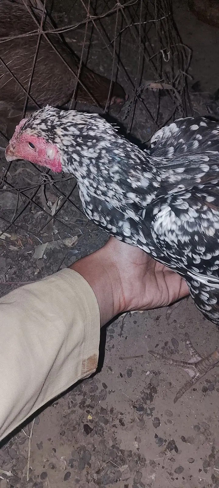 Kala mushka Aseel | white paper Female | Egg Layings | Cheena Female — photo 11