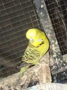 exhibition male
