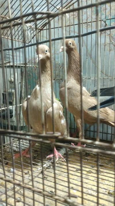 urgent sale plz serious person contect me only call 03246101436