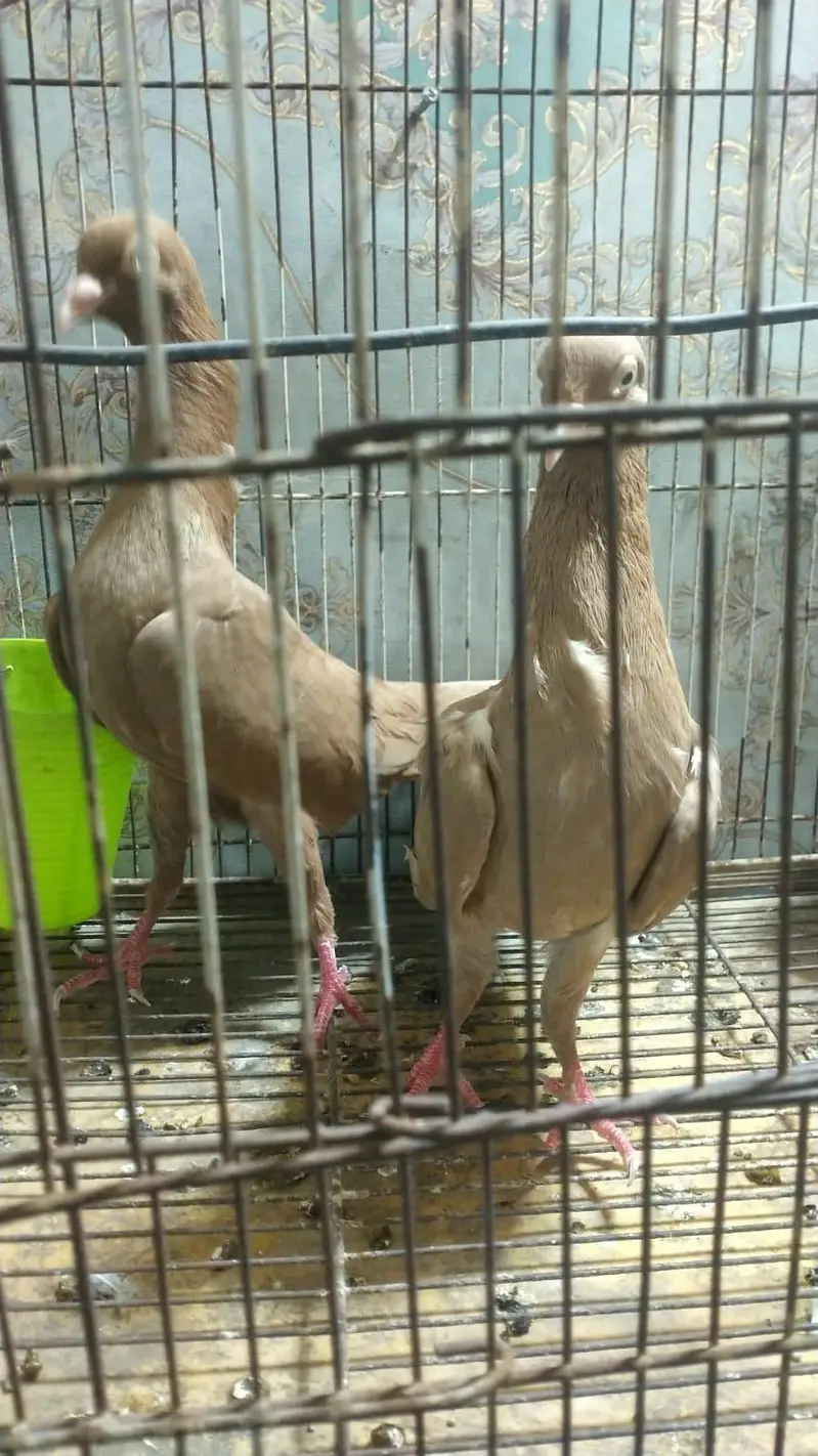 urgent sale plz serious person contect me only call 03246101436 — photo 3