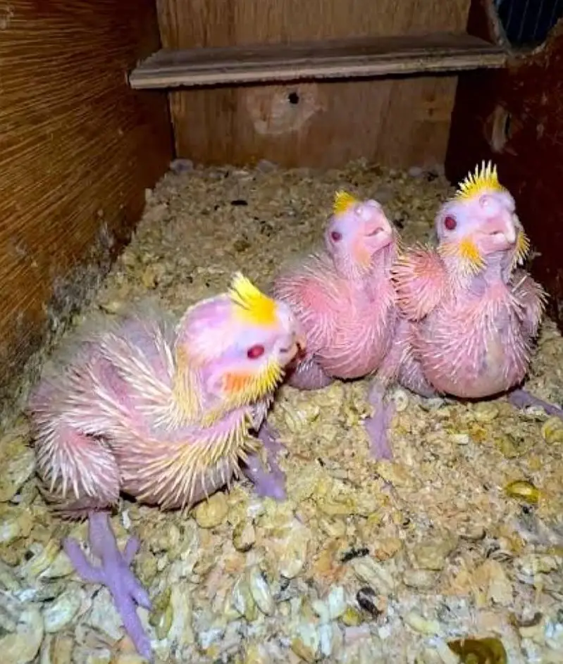 turkey birds chicks , turkey bird pair — photo 4