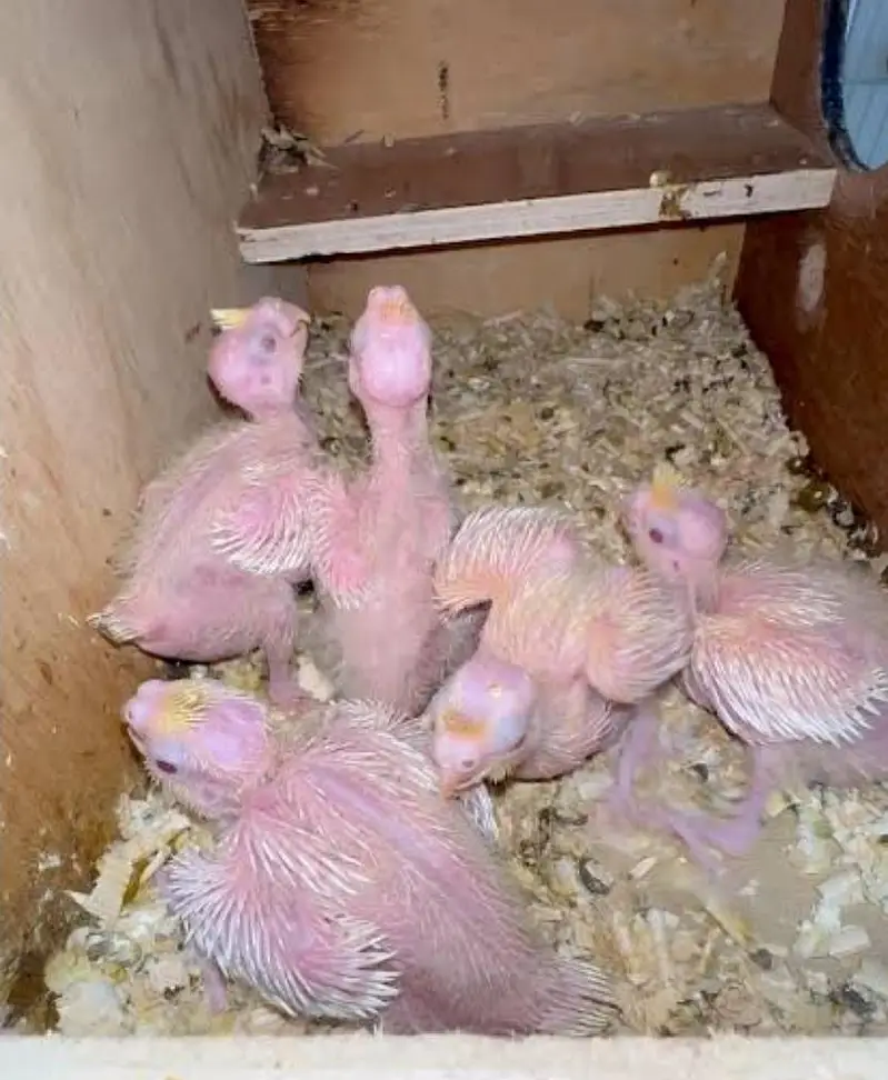turkey birds chicks , turkey bird pair — photo 6