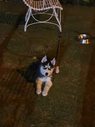 Siibarian Huskey for sale