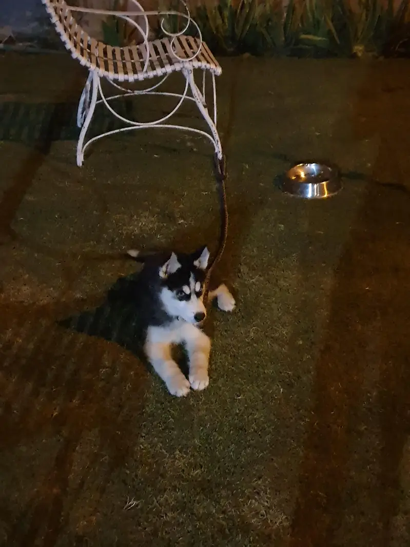 Sibarian Huskey for sale — photo 2