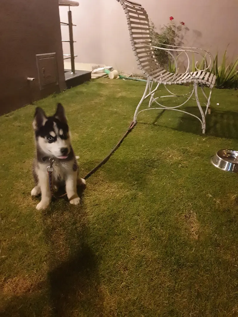 Sibarian Huskey for sale — photo 3