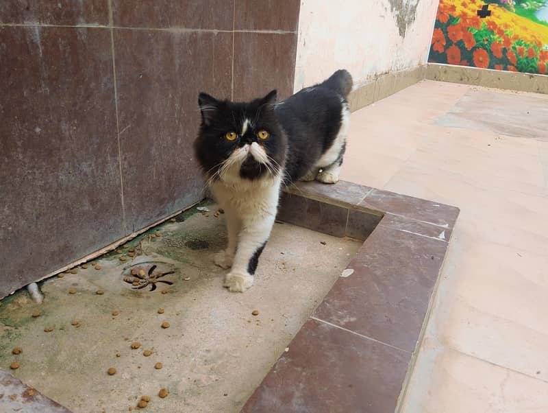 Persian cat 0
