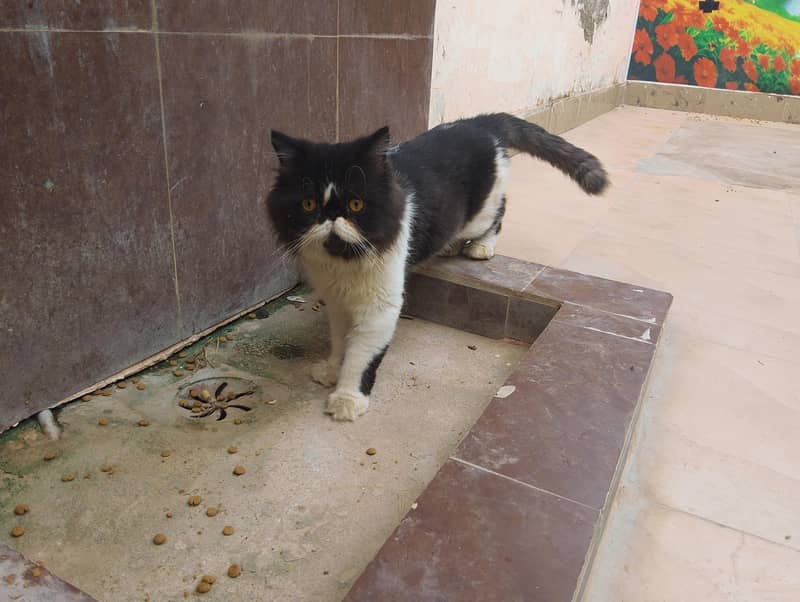 Persian cat 1