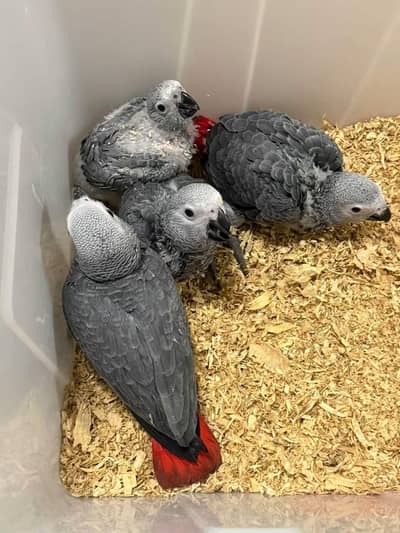 African Grey Parrot chicks for sale 0307/1267/172
