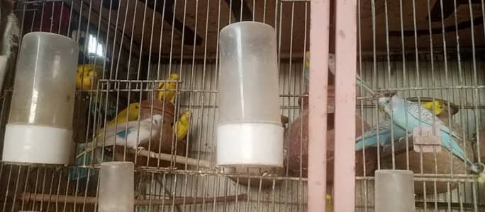 Australian, Cocktail, Love Birds (Full Setup For Sale)
