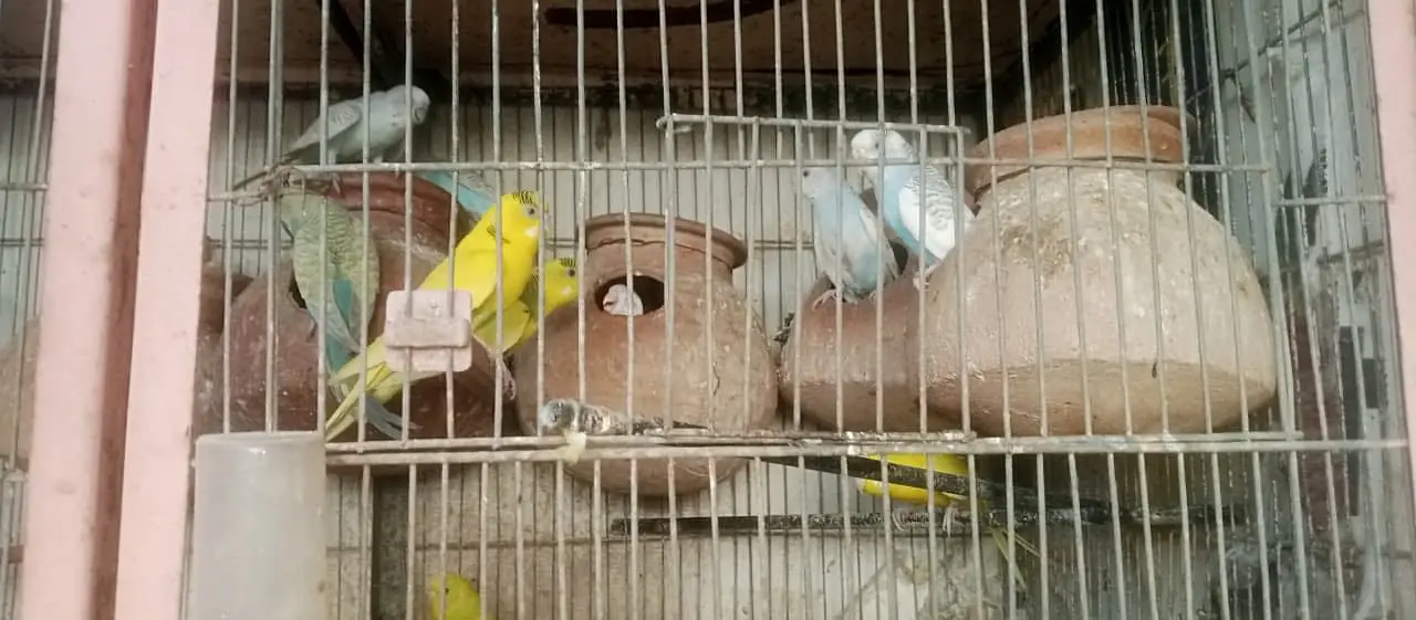 Australian, Cocktail, Love Birds (Full Setup For Sale) — photo 2
