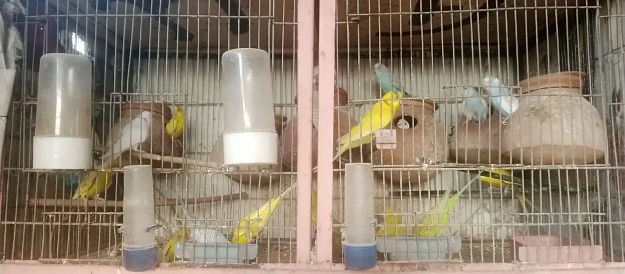 Australian, Cocktail, Love Birds (Full Setup For Sale) — photo 3