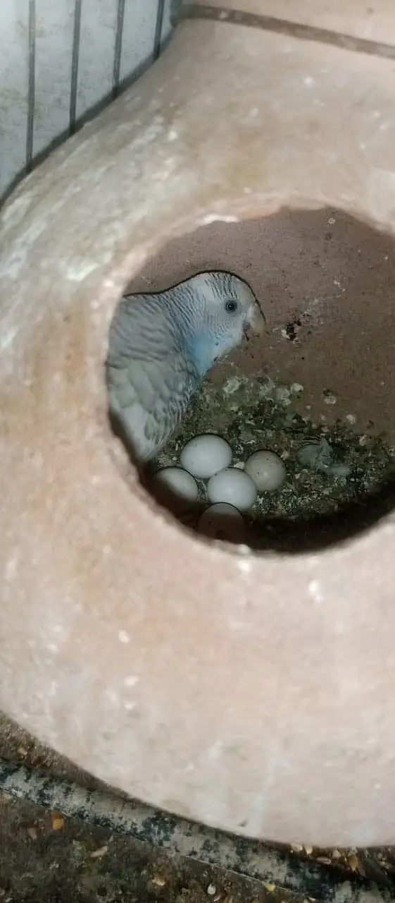 Australian, Cocktail, Love Birds (Full Setup For Sale) — photo 5
