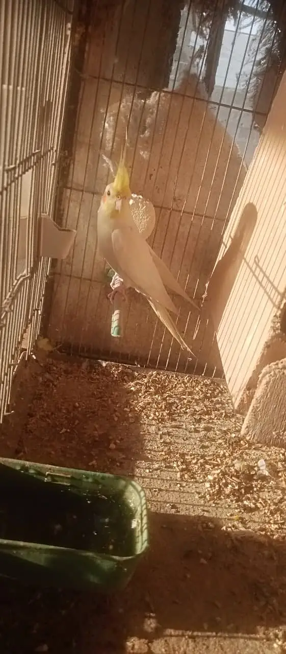 Australian, Cocktail, Love Birds (Full Setup For Sale) — photo 10
