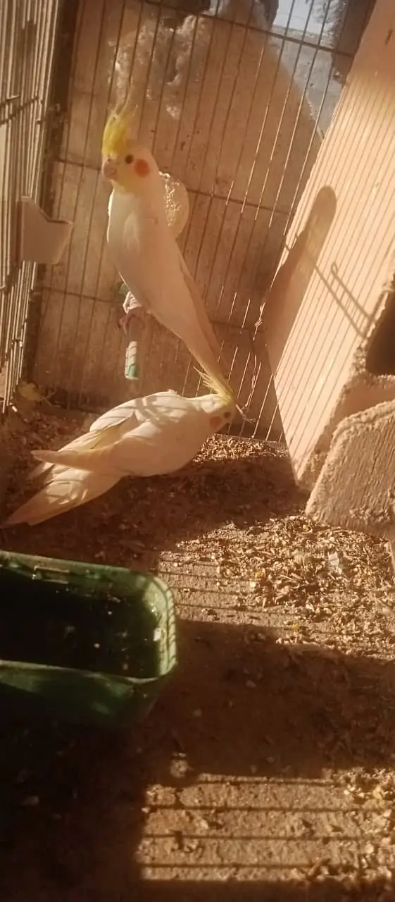 Australian, Cocktail, Love Birds (Full Setup For Sale) — photo 11