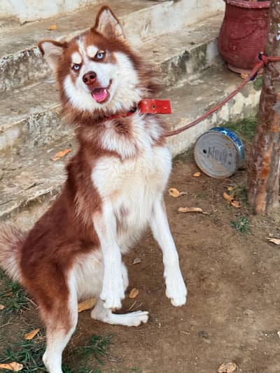 • Purebred Brown & White Siberian Husky – Stunning Light Blue Eyes •
