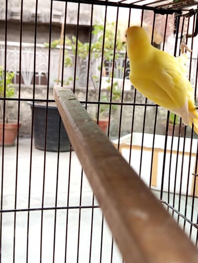 Love birds , cocktail, seed cleaner, iron cage, wooden cage , boxes