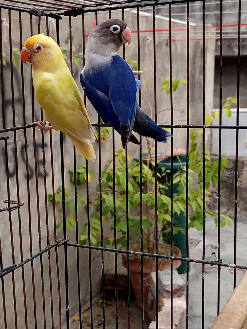 Love birds , cocktail, seed cleaner, iron cage, wooden cage , boxes — photo 2