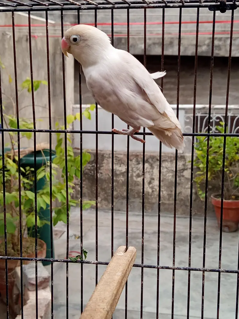 Love birds , cocktail, seed cleaner, iron cage, wooden cage , boxes — photo 3