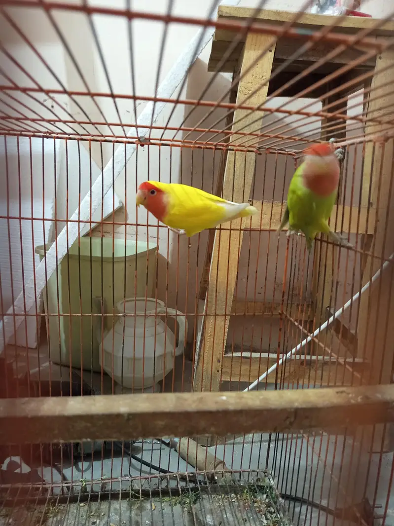 Love birds , cocktail, seed cleaner, iron cage, wooden cage , boxes — photo 4