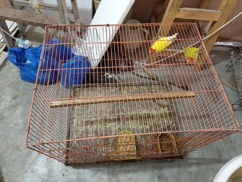 Love birds , cocktail, seed cleaner, iron cage, wooden cage , boxes — photo 5
